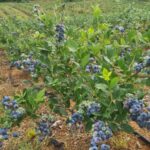 Patika Blueberry Garden Tarlaları