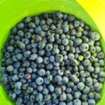Patika Blueberry Garden Tarlaları